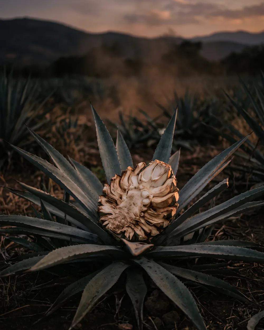 Planta de agave madura con la piña recortada, luz de campo cálida.