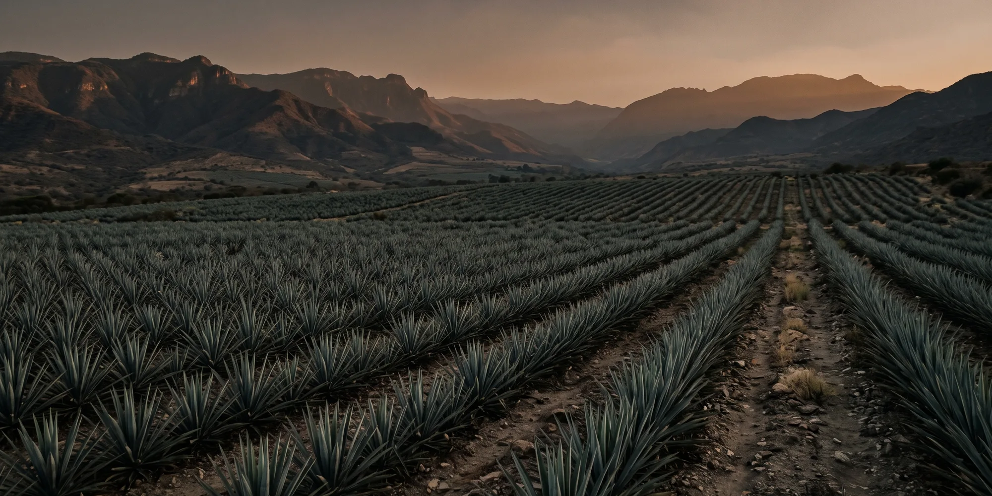 Campos de agave en el altiplano volcánico de Oaxaca, atardecer cálido y brumoso.